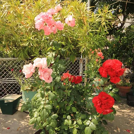 By The Sea Moscenicka Draga, Opatija - 7906 *